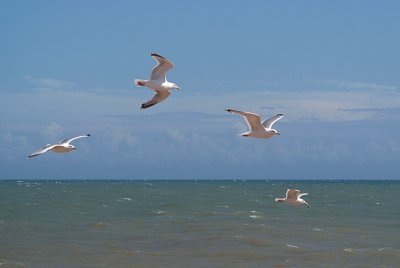 Flying Gulls 01