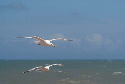 Flying Gulls 02
