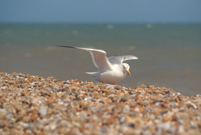 Gull on Shingle 05