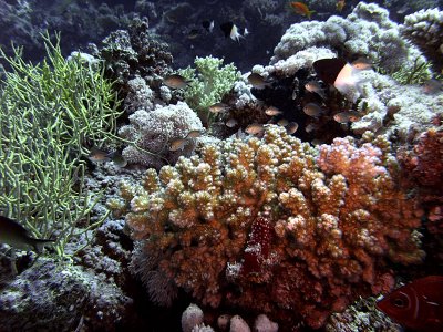 Damsel Fish Around Coral 02