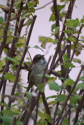 House Sparrows in Flowering Currant - Passer Domesticus 08