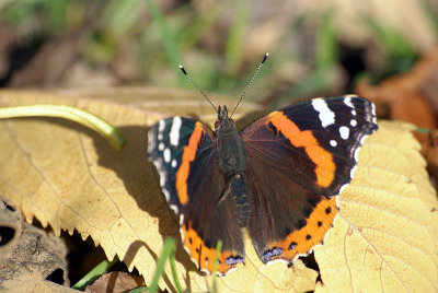 Red Admiral Resting 35