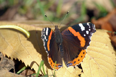 Red Admiral Resting 36