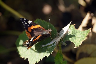 Red Admiral Resting 39