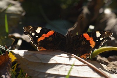 Red Admiral Resting 42