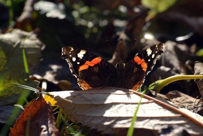 Red Admiral Resting 44