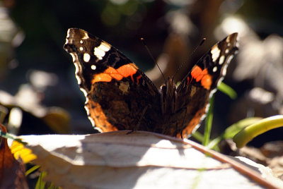 Red Admiral Resting 45