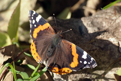 Red Admiral Resting 47