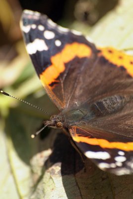 Red Admiral Resting 49