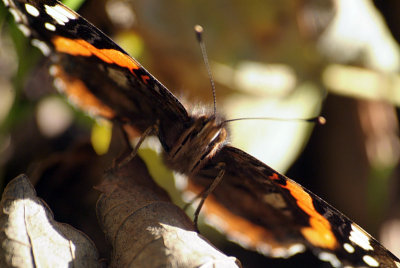 Red Admiral Resting 50