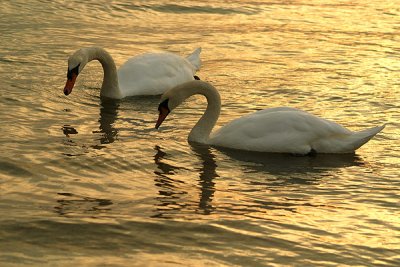 Two Swans a Swanning