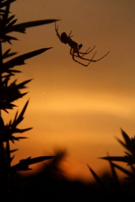 Sunset Spider