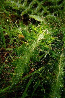 Spiky Leaf