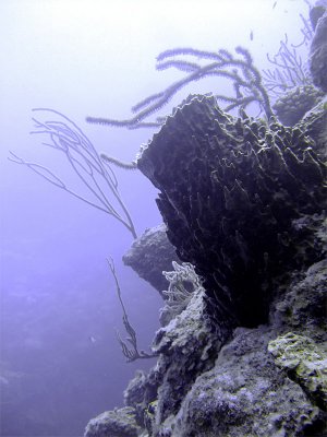 Large Barrel Sponge on Wall