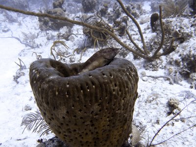 Coral Grouper Resting on Large Sponge 3