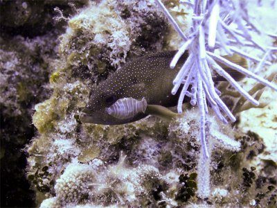 Coral Grouper With Parasitic Isopod