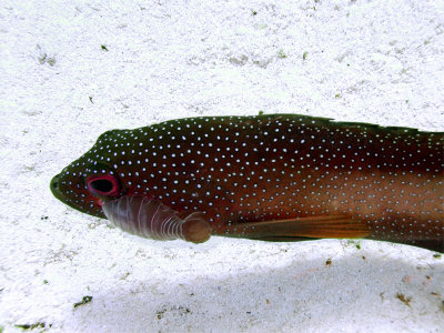 Coral Grouper With Parasitic Isopod 2