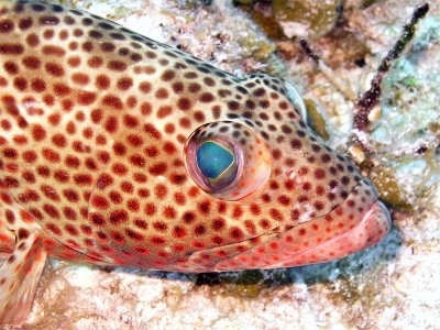 Coral Groupers Head 2