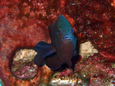 Damsel Fish From Front