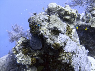 Fairy Basslets Around a Coral Bommie