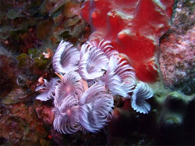 Feather Duster Worms at Two Step