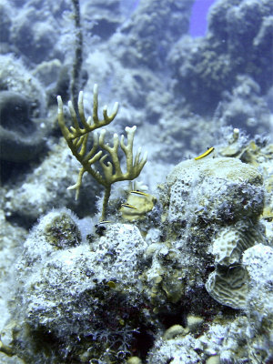 Fire Coral and Cleaner Wrasse