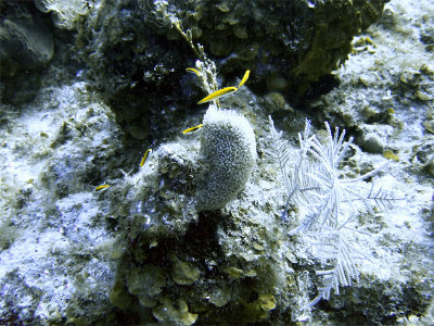 Group of Yellow Cleaner Wrasse