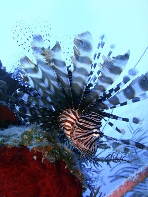 Hunting Lionfish 1