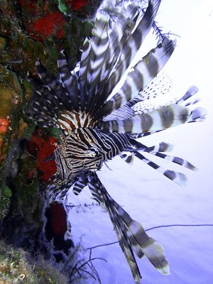 Hunting Lionfish 2