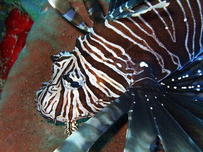 Hunting Lionfish 3