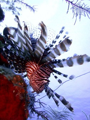 Hunting Lionfish 7