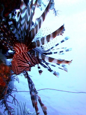 Hunting Lionfish 8