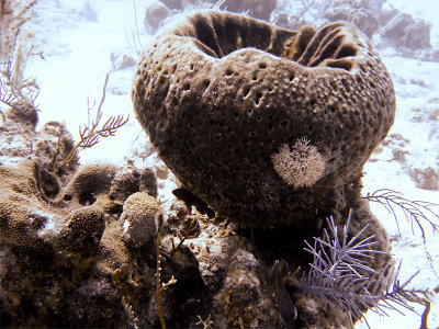 Large Sponge at Two Step