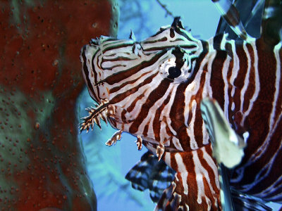 Lionfish Head Close Up