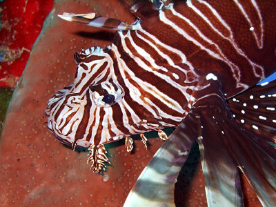 Lionfish Head Close Up 3