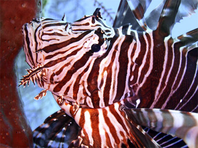 Lionfish Head Close Up 4