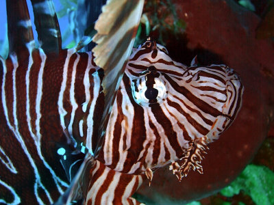 Lionfish Head Close Up 5