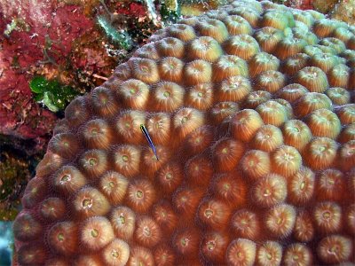 Small Cleaner Wrasse on Hard Coral