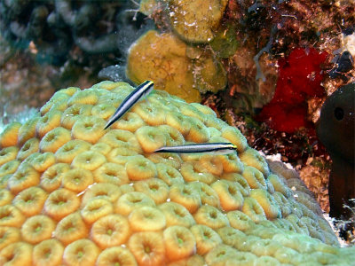 Two Cleaner Wrasse on Hard Coral