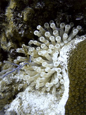 Anemone and Cleaner Wrasses