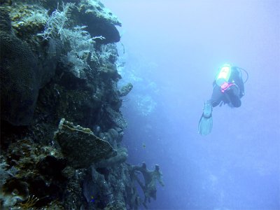 Diver on Wall at Boat Cove