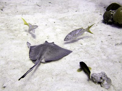 Ray  Entourage