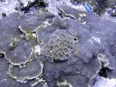 Feather Duster Worms in Hard Coral