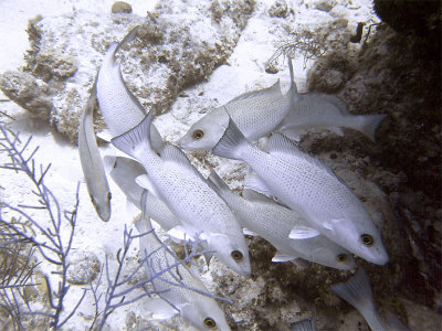 Group of Schoolmaster Fish