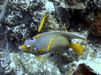Queen Angelfish and Cleaner Wrasse