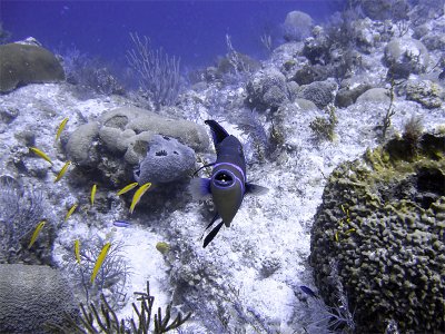 Queen Triggerfish from Front with Cleaner Wrasse