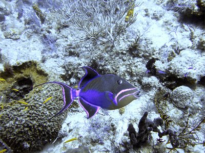 Queen Triggerfish with Cleaner Wrasse
