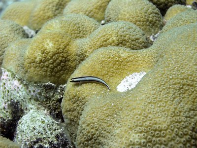 Cleaner Wrasse Perched on Hard Coral.jpg