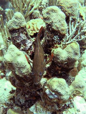 Coral Grouper Resting on Hard Coral