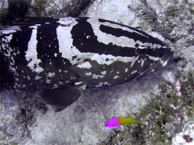 Coral Grouper with Fairy Basslets